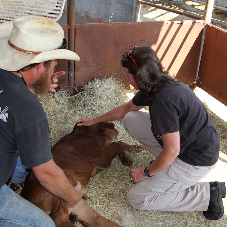 Food animal vet loan repayment program deadline is Sept. 13